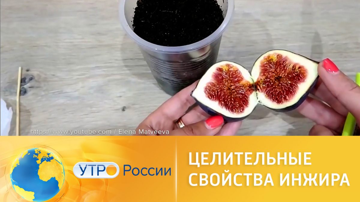Целительные свойства инжира - Вести 24