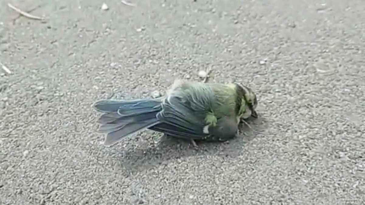 Птицы вдоль дорог. Птицы гибнут из-за прозрачных экранов вдоль дорог. Птицы ходят вдоль дороги. Птицы вдоль дороги.