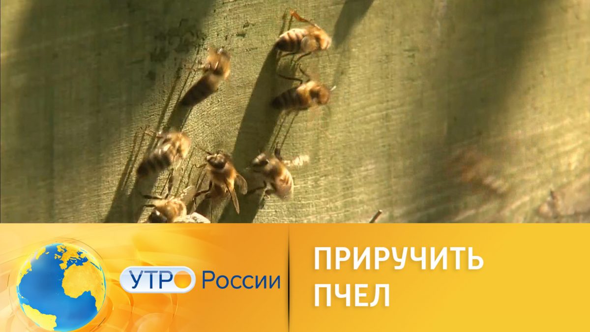 Как приручить пчел. Как приручить пчелу.