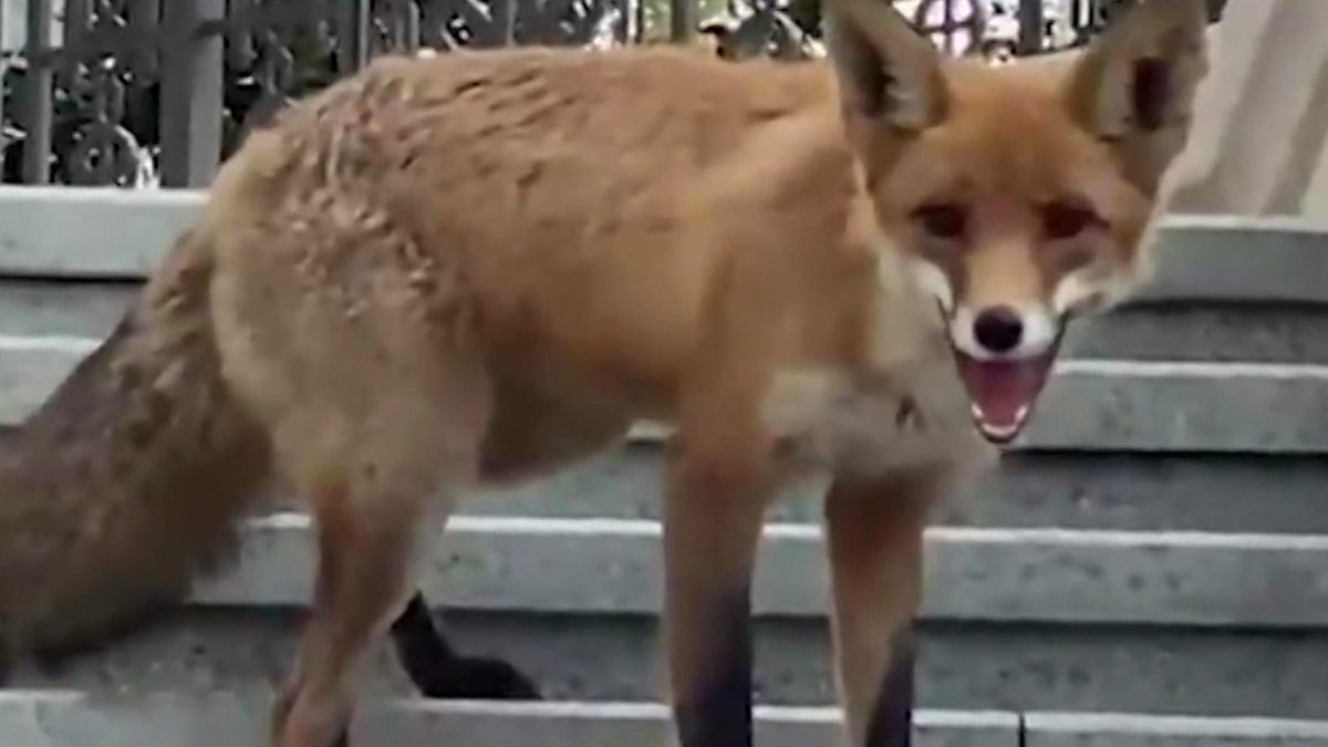 нашествие лис в москве и московской области. какой образ жизни ведут лисы. лисьи ведут в чащу. какой образ жизни ведёт лиса. про лисицу дурная слава идёт: будто.