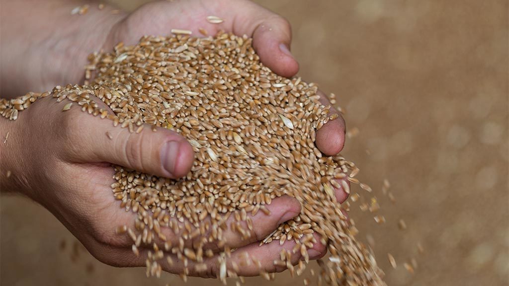 Россия поставит на мировые рынки 50 миллионов тонн зерна