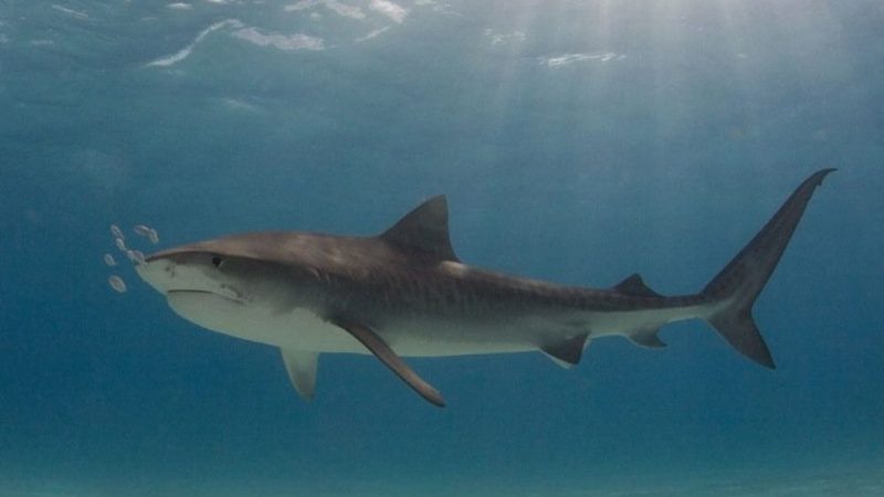 Daily Mail: в Египте мумифицируют акулу, убившую российского туриста