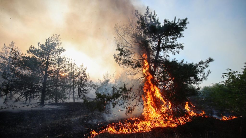 Эксперт рассказал о появлении нового пика лесных пожаров в России